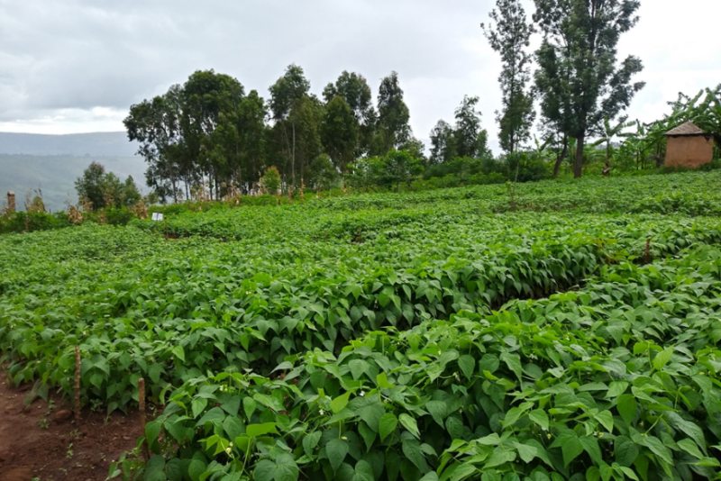 Private Sector Partnerships to boost bean production in Africa