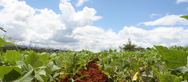 Adapting beans to a changing climate