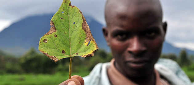 Battling pests and diseases in Western Kenya