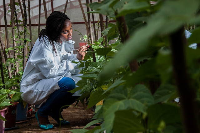 Global survey shows shortfall in research investment in pulses