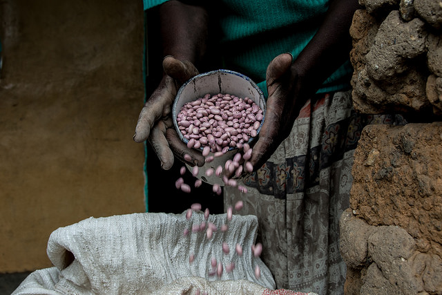 Beans are a great source of nutrition for low-income households. Credit: G.Smith / CIAT