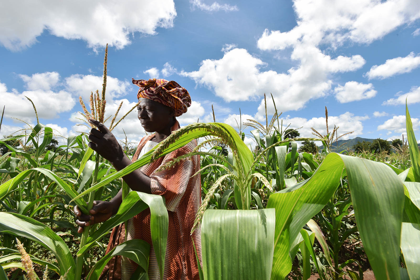 Could “magic beans” help ease Malawi’s maize woes?