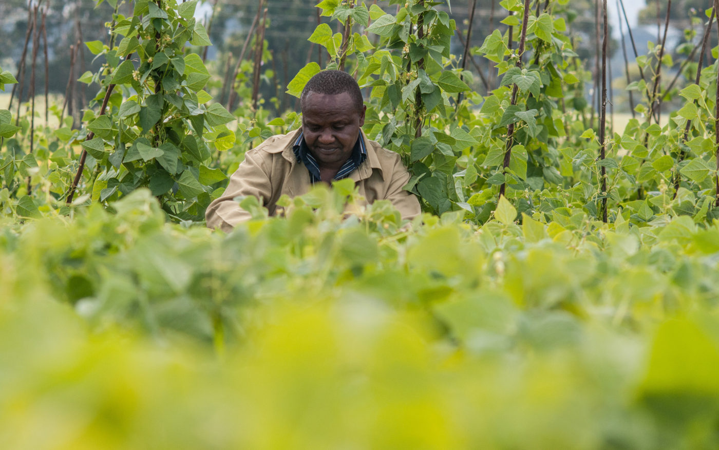 Michael Kilango, Head of the Bean Research Program, Agricultural Research Institute – Uyole, Tanzania
