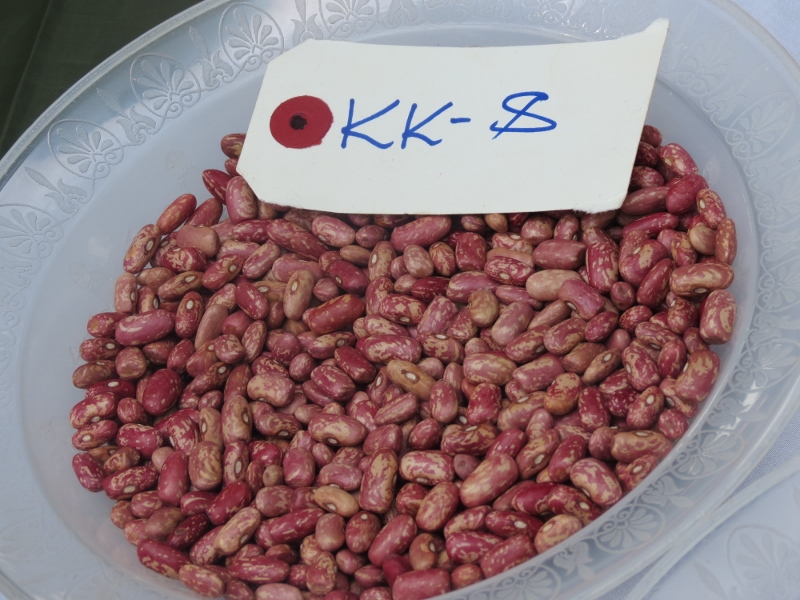 beans KK-8