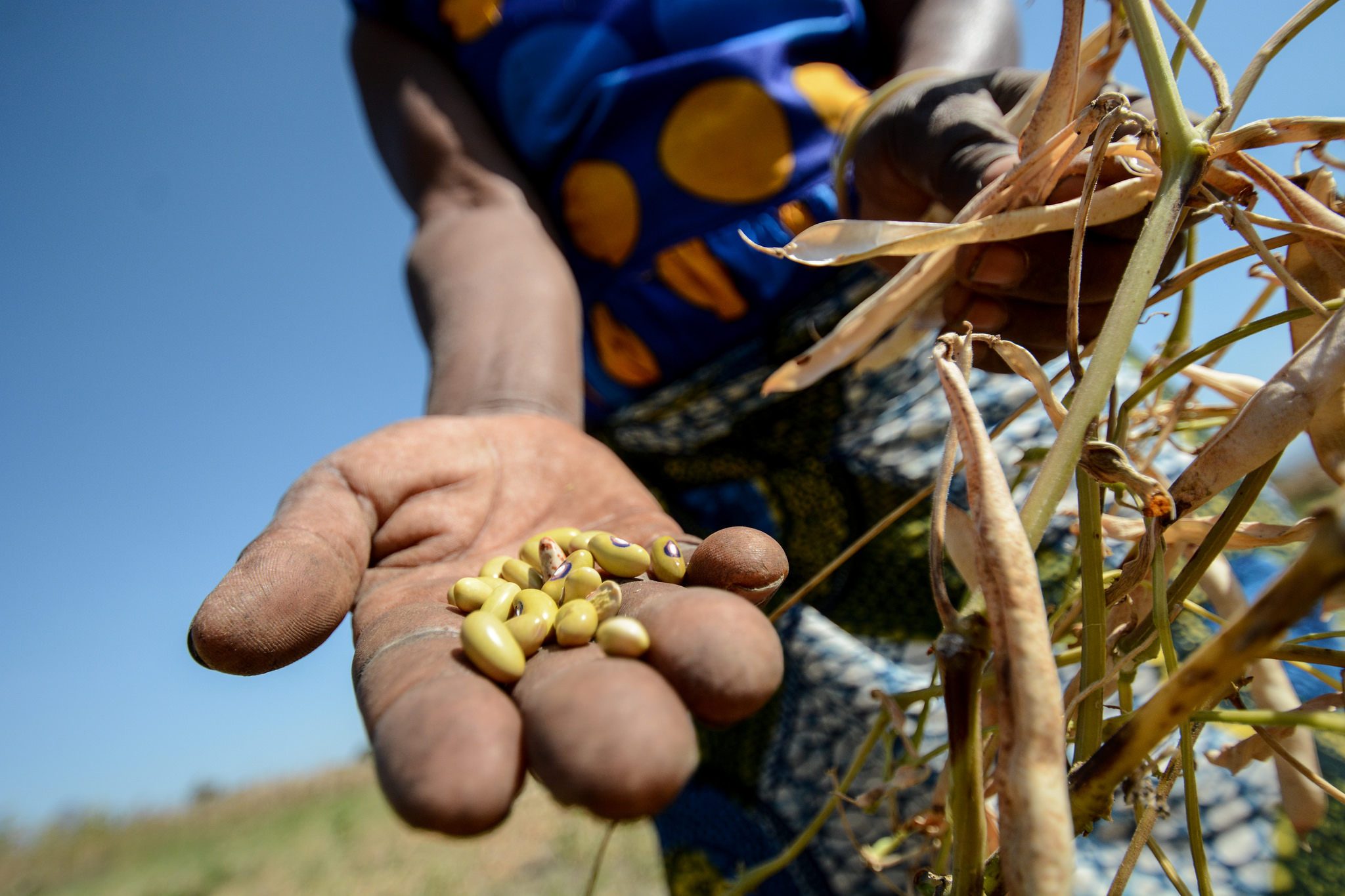 Lessons from field day in Tanzania