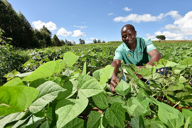 Putting digital agro-climatic services in the hands of bean value chain actors