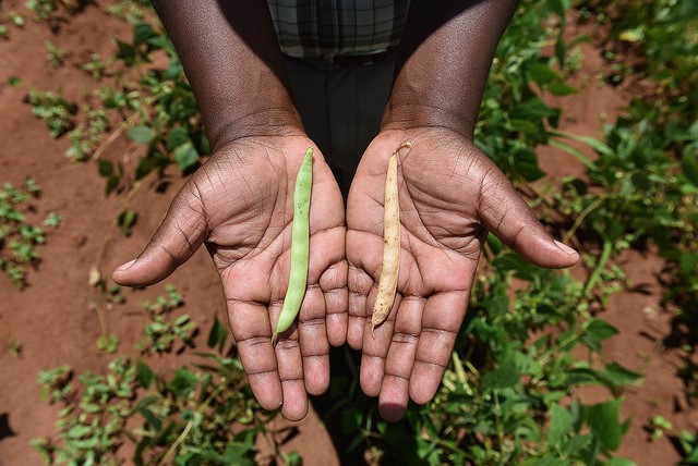 Drought, pests and disease on the rise hit harvests in Zimbabwe