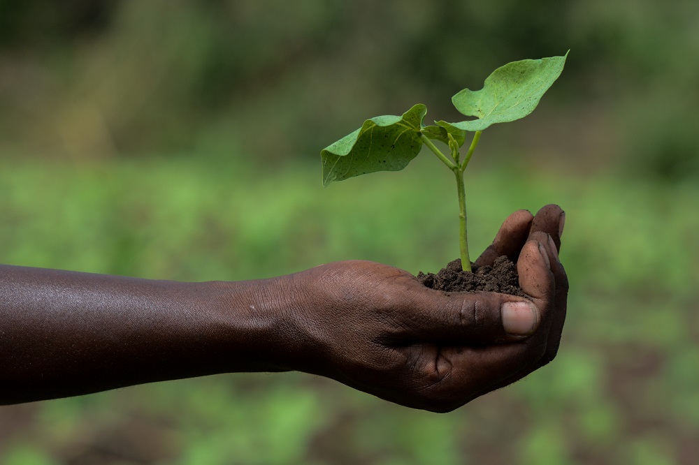 Breeding better crops for home and for export