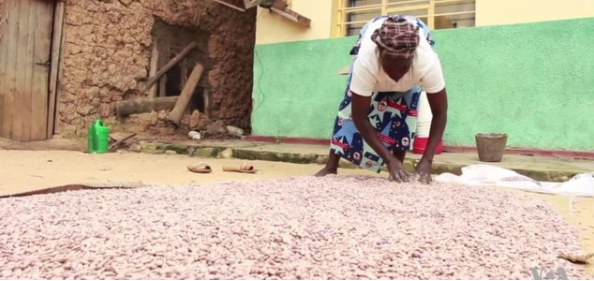 Iron-Fortified Beans Winning Customers in Rwanda, Uganda