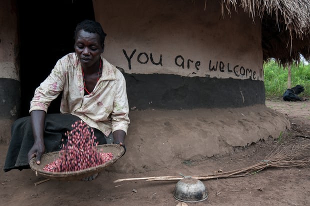 Climate-resilient ‘super beans’ boost food rations for refugees in Uganda