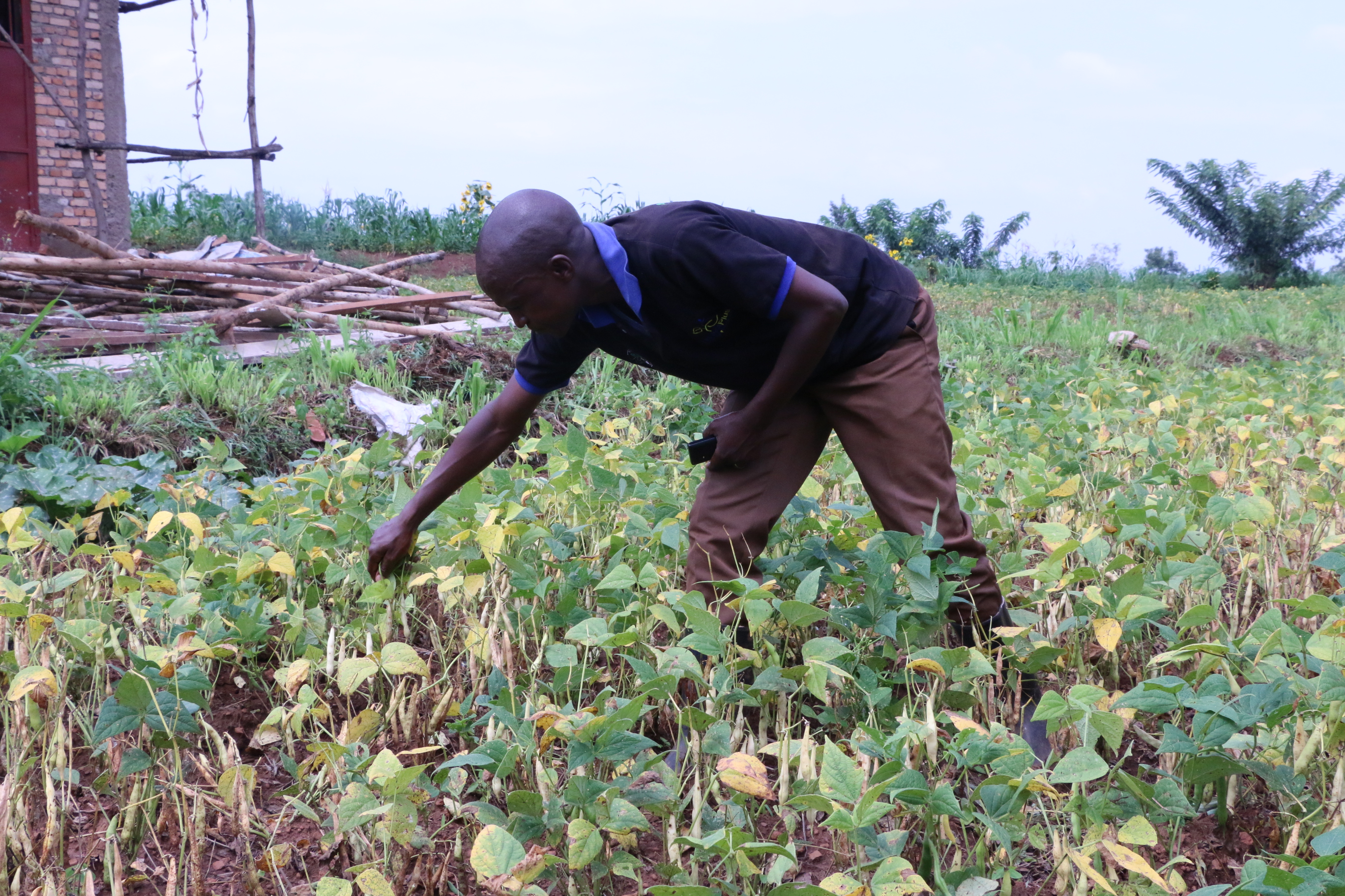 Reaping the benefits of using certified bean seed