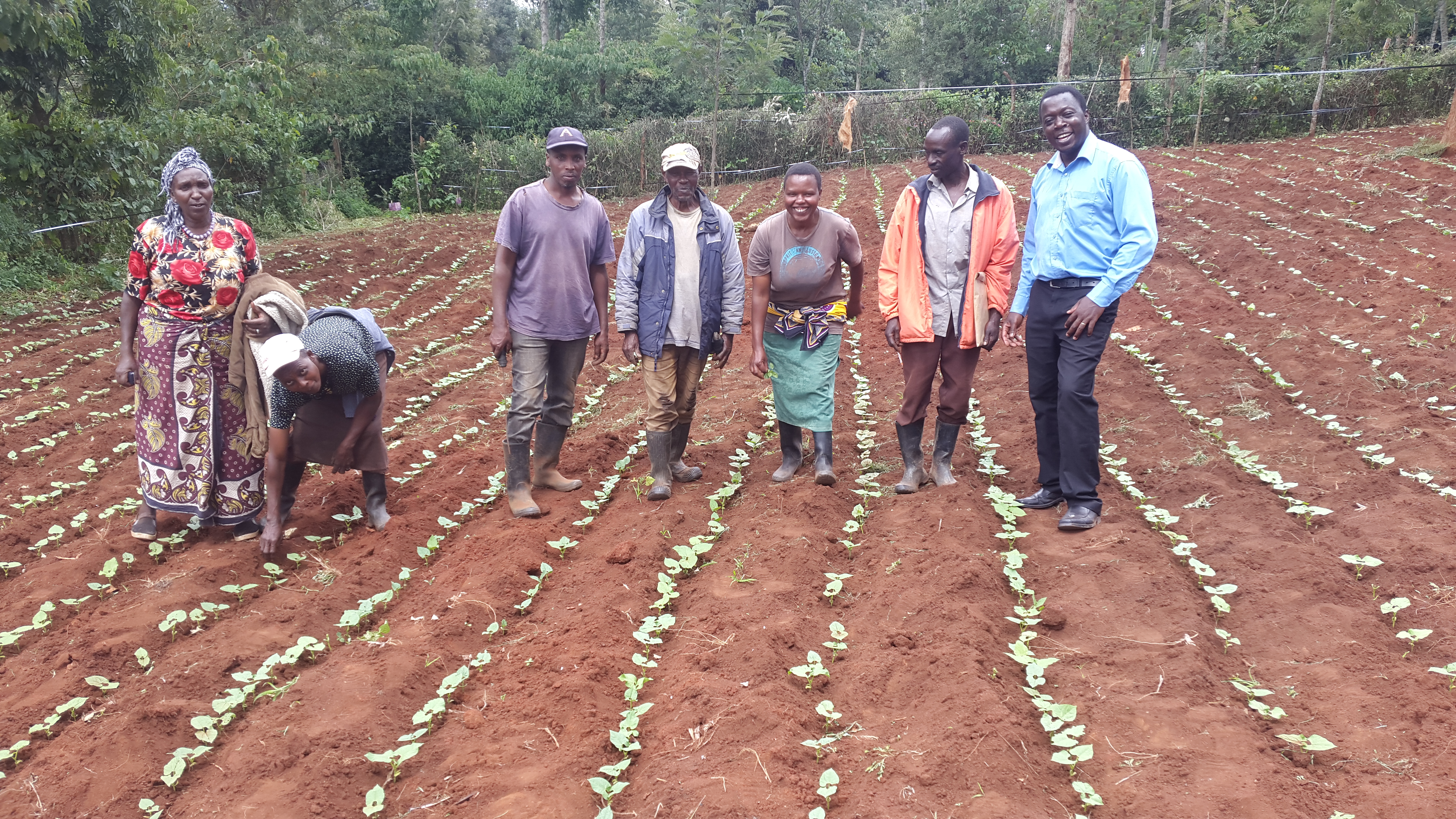 Creating a revolution in bean production in Mwireri, Nyeri