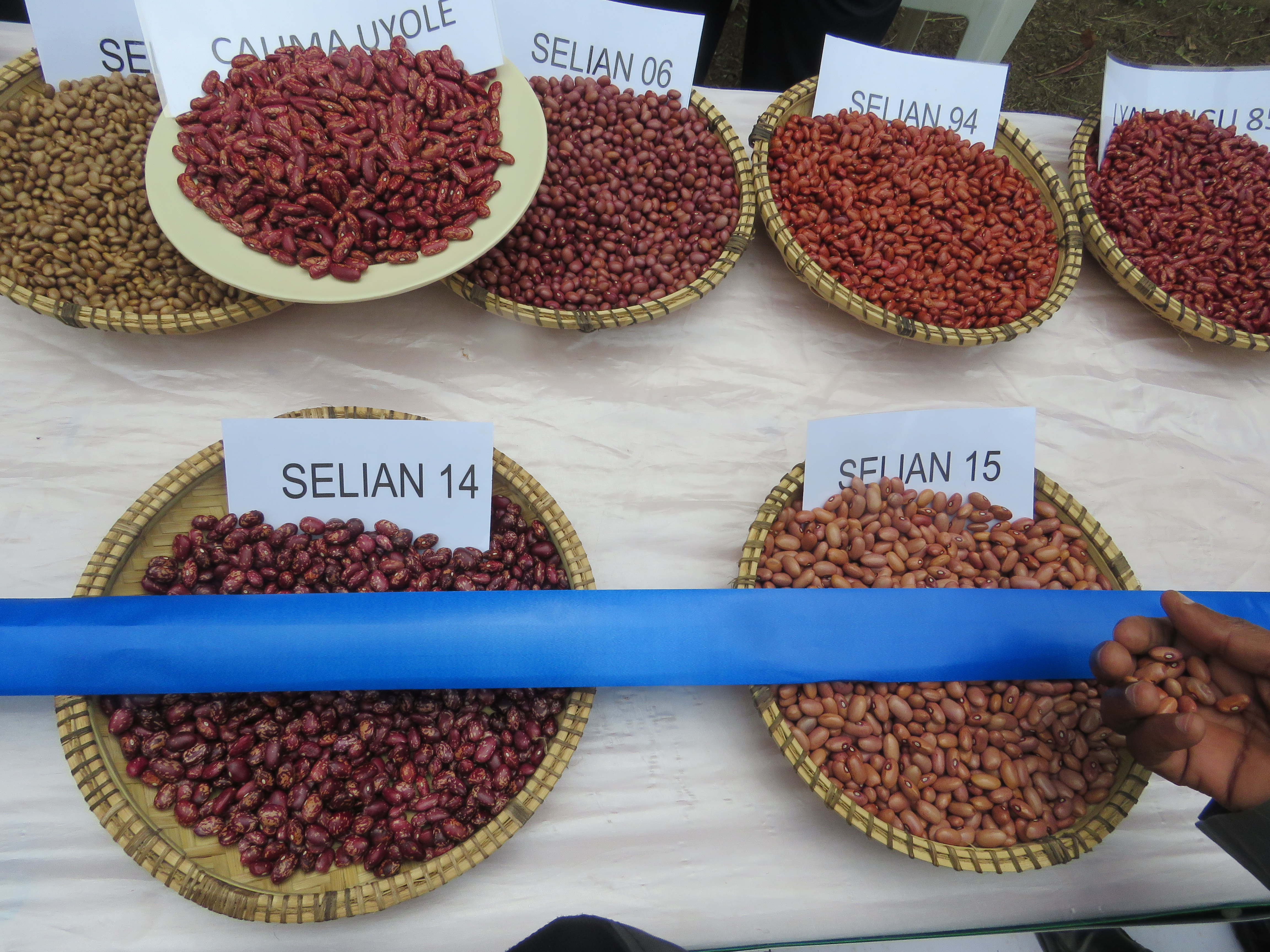Improved high-iron and zinc bean varieties for better nutrition