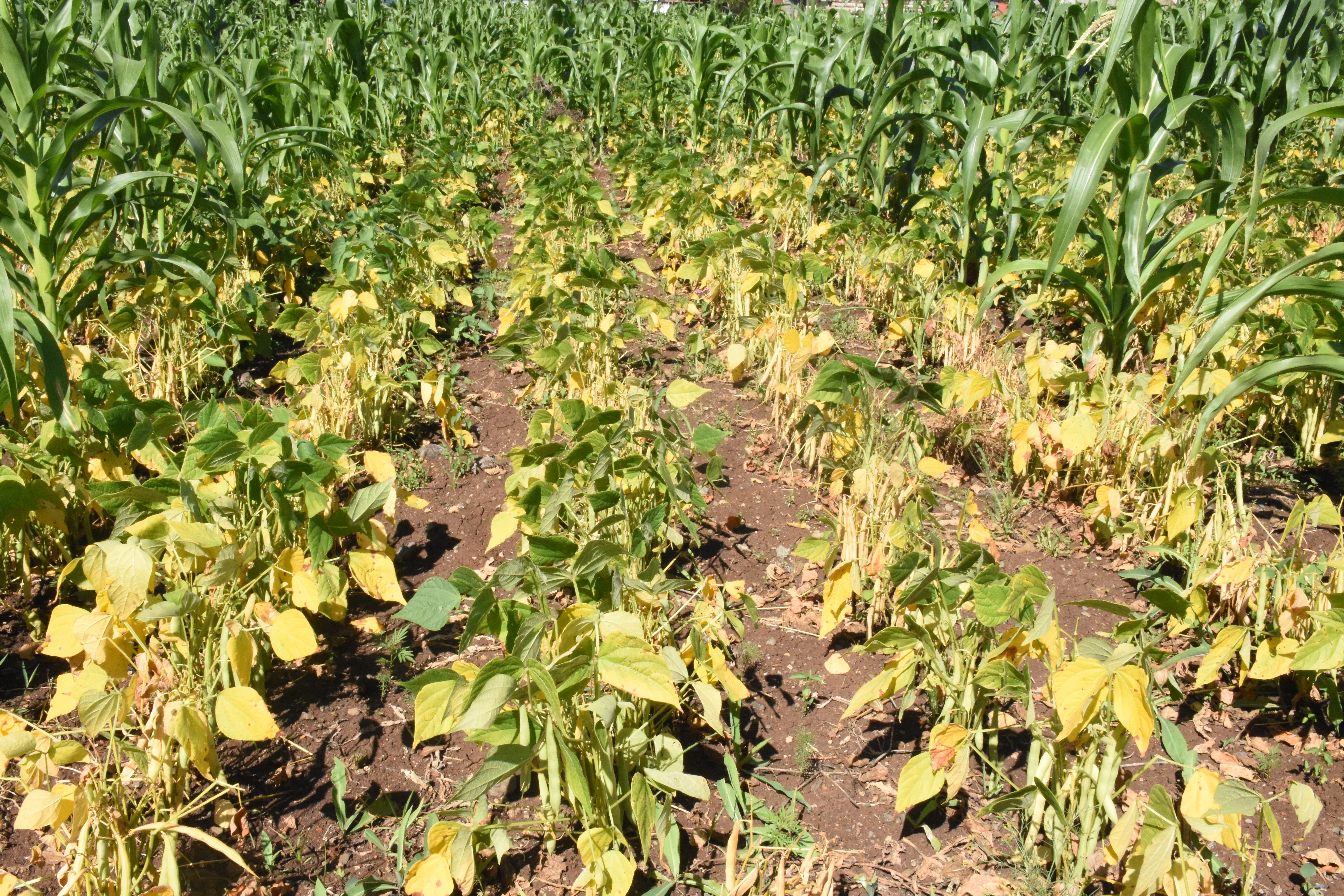 Beans boosting nutrition and keeping Kenyan students in school