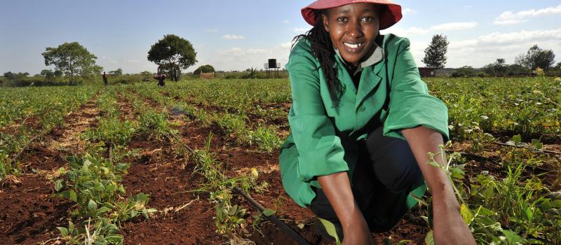 Digitally Tracking Dissemination & Targeting Markets: High Iron Bean Seeds in Kenya