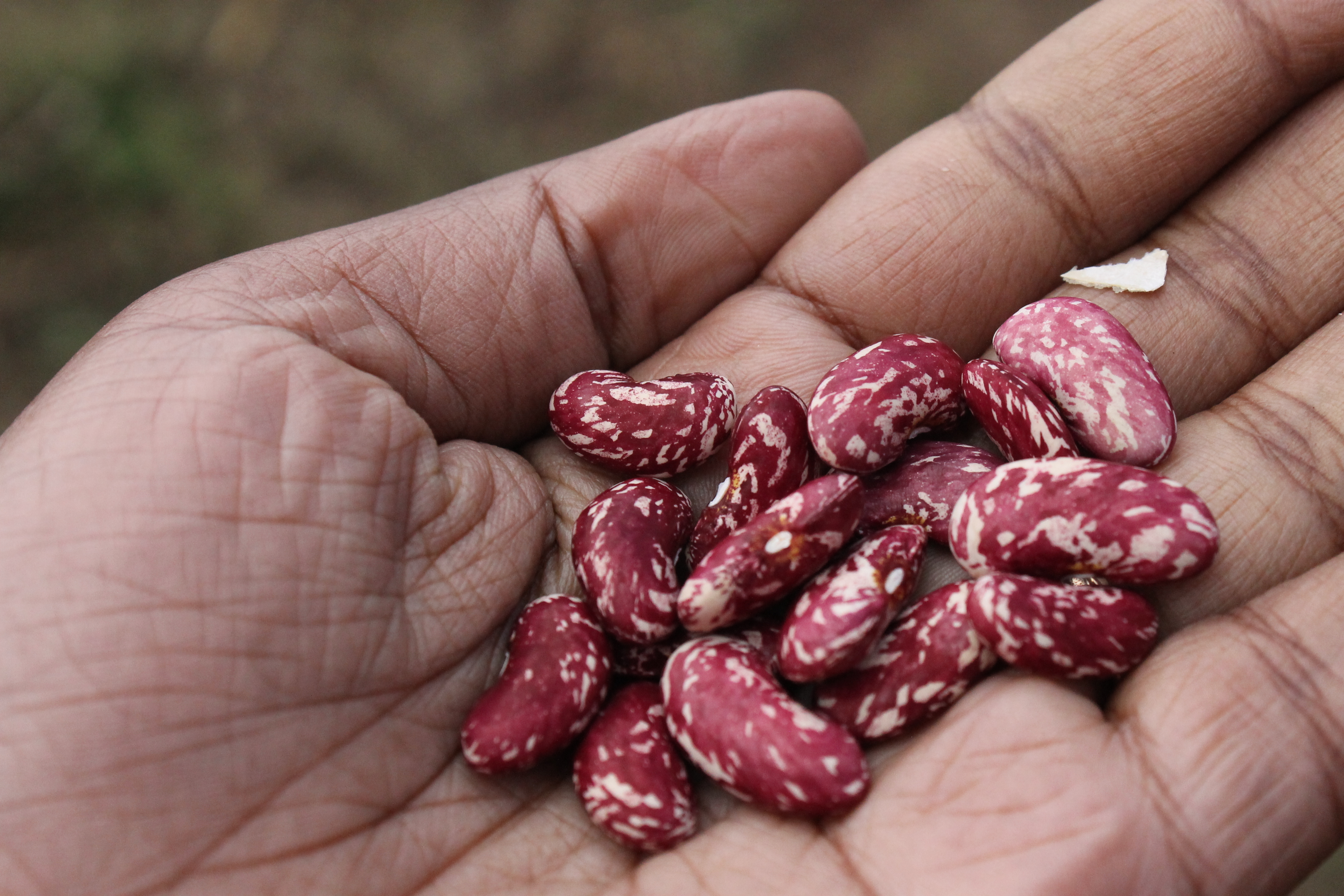 Bundling inputs and agricultural extension services in a gender equitable manner to increases bean production in the lower Rift of Kenya