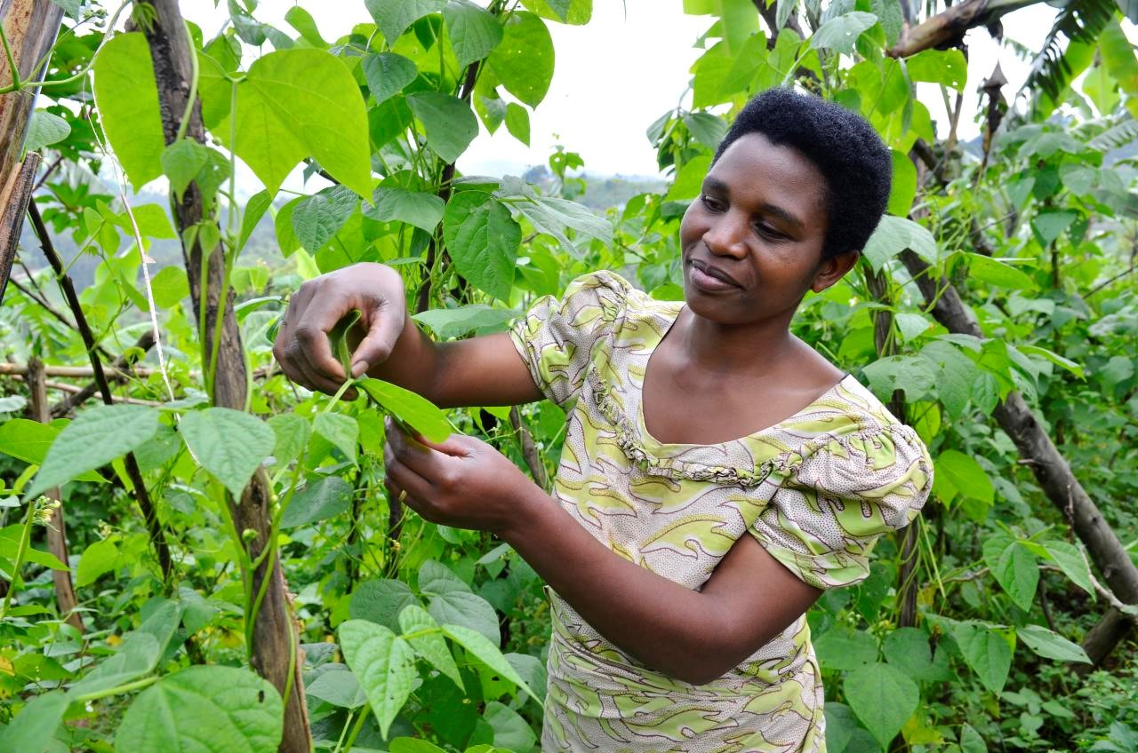 How beans can address food, nutrition and income challenges during COVID 19.