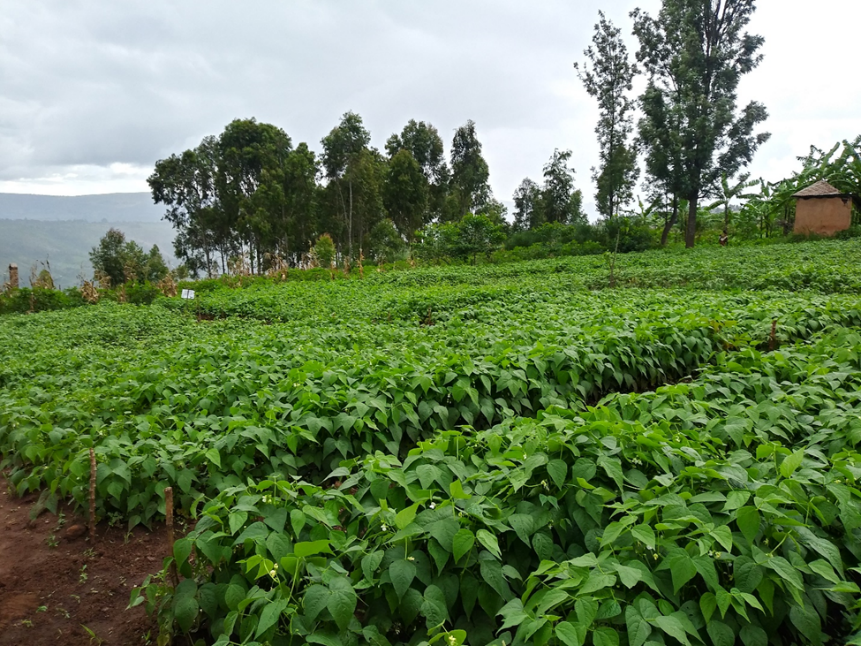 Alternative income for rural women in Zimbabwe in the wake of COVID 19