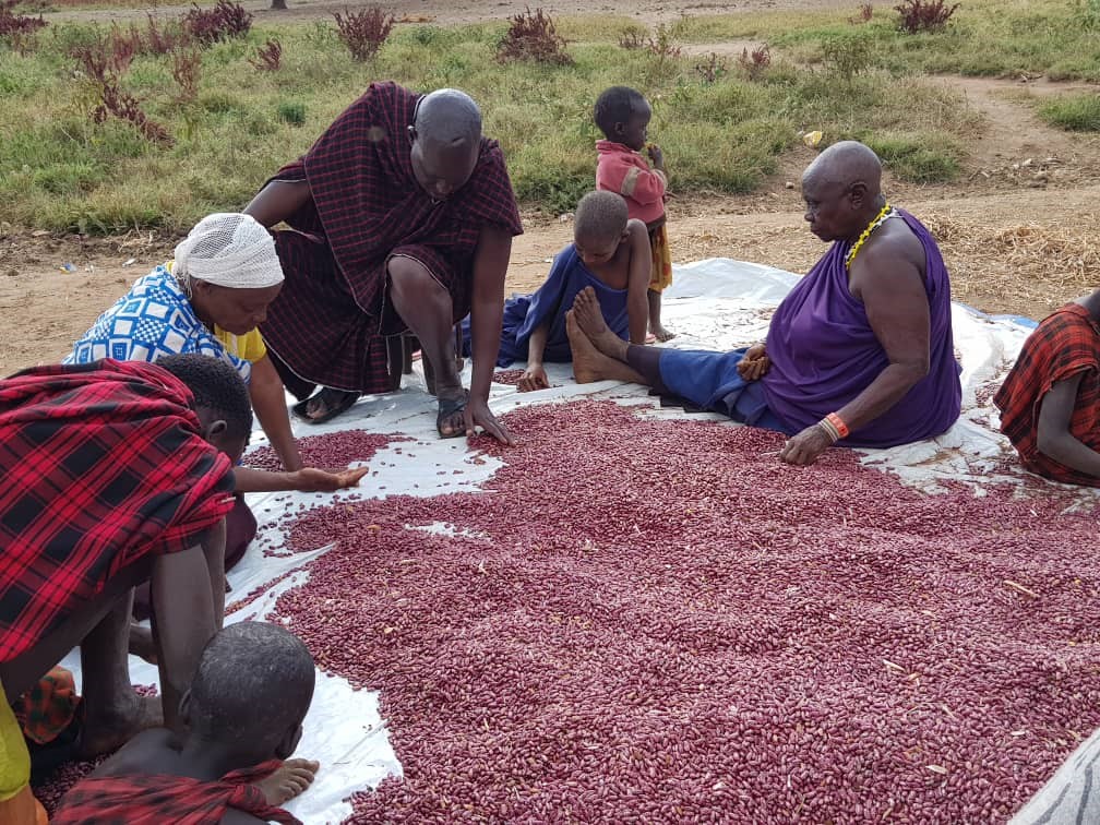 Common Beans: The Greener Pasture for Northern Tanzania Pastoralists