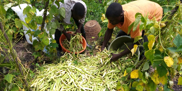 Graduate scaling great heights growing climbing bean for fresh pod market in Uganda