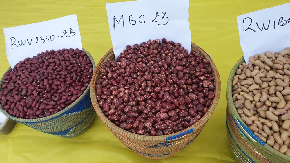 Farmer preferred, market demanded and highly nutritious beans to boost Rwanda’s household diets and wealth