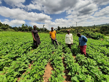 Abosi Top Hill Cooperative farmers in the bean fields (Photo Courtesy of Boaz Waswa)