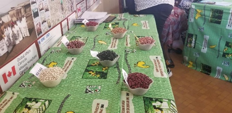 New bean hub in Cameroon set to meet national and regional food demand in West and Central Africa