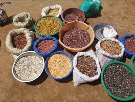 Can Informal Traders Drive Seed Security? A Case of Eastern DRC’s Bean and Cassava Business