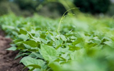 Irrigation schemes promise high bean yields in Zimbabwe