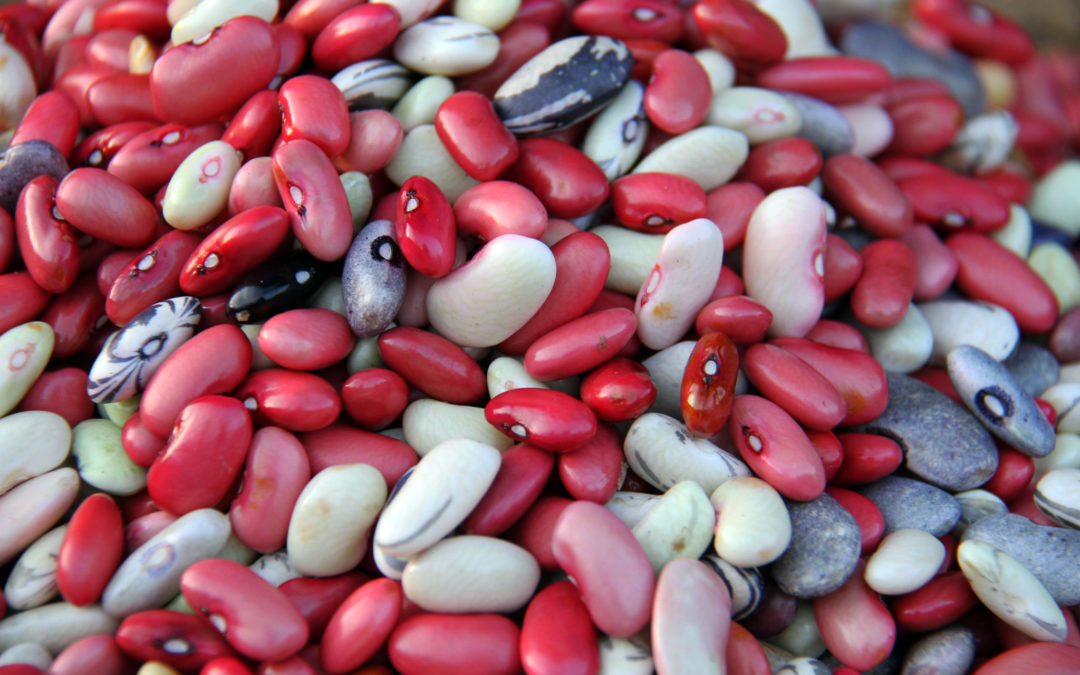 VACANCY: Bean Program Breeder