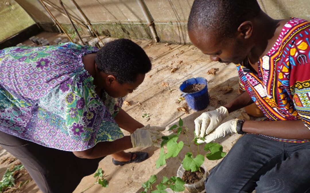 Affordable phenotyping for evaluating foliar diseases in common bean