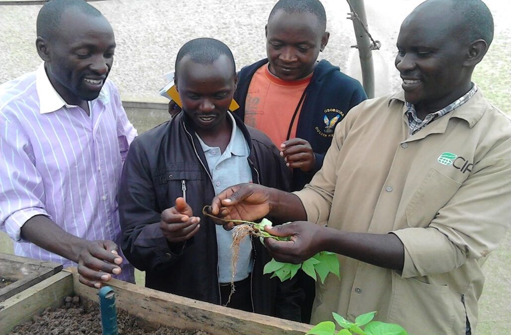 Low-cost phenotyping of root rot diseases for common bean