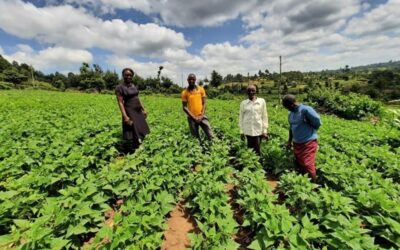 Community fortune changes through bean trade in Kenya