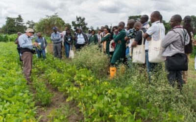 Capacity Building of National Agricultural Research System (NARES) Partners on common bean breeding