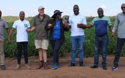 Digitalizing Malawi’s common bean value chain
