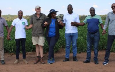 Digitalizing Malawi’s common bean value chain
