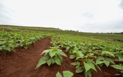How PABRA Has Empowered Bean Seed Producers to Cultivate Prosperity and Gender Inclusivity in The DRC Bean Sector
