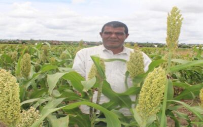 Enhancing trader seed delivery models for sorghum and groundnuts: The case of Tanzania’s Kibaigwa Flour Supplies Ltd