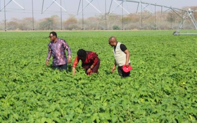 Impactful public-private synergies attract increased government support for Malawi’s bean value chain