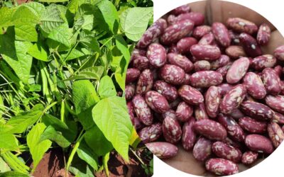 Harvesting hope: How Nyota bean is transforming Kenya’s Sub-county