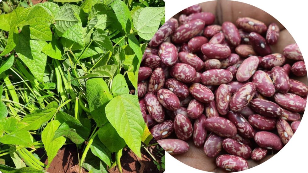Nottea Beans Harvesting hope: How Nyota bean is transforming Kenya’s Sub-county | PABRA