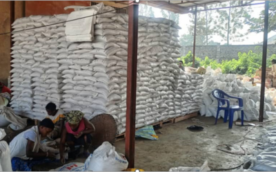 Revitalizing common bean seed varieties in DRC through AJEDECEKI