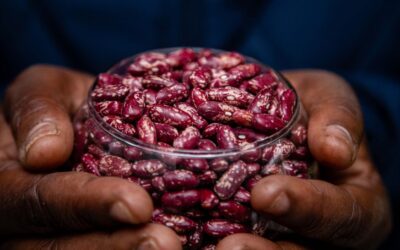 Accelerating Zambia’s bean seed systems