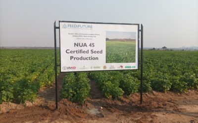 Unleashing Systematic Bean Seed Production for Sustainable Future