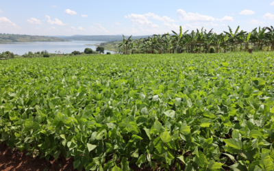 Demand-led seed system accelerates adoption of improved bean, sorghum, and groundnut varieties in Tanzania