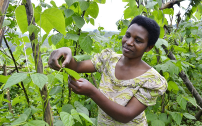 Govt, stakeholders and PABRA join forces to transform bean value chains in Rwanda