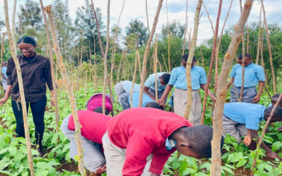 Reforming school meals in Rwanda through common beans