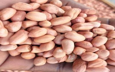 Exploring Impact of Ntemisambo Company’s New Groundnut Varieties in Katavi Region, Tanzania
