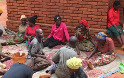 Efforts to address Mozambique’s common bean seed deficit