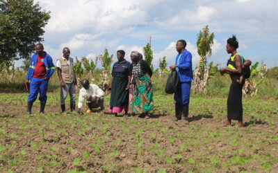 Advisory services boost bean farming in Malawi